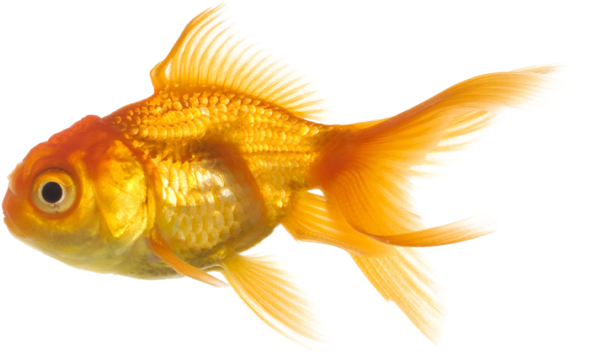 Photo Fish Png1157 Zps5b5d563f - Big Fish And Little Fish (1024x605), Png Download