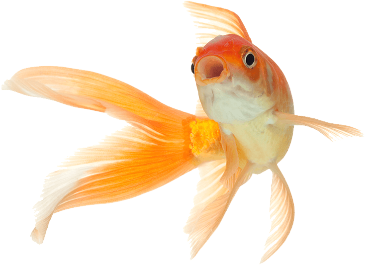 Fish Png Pets (733x555), Png Download