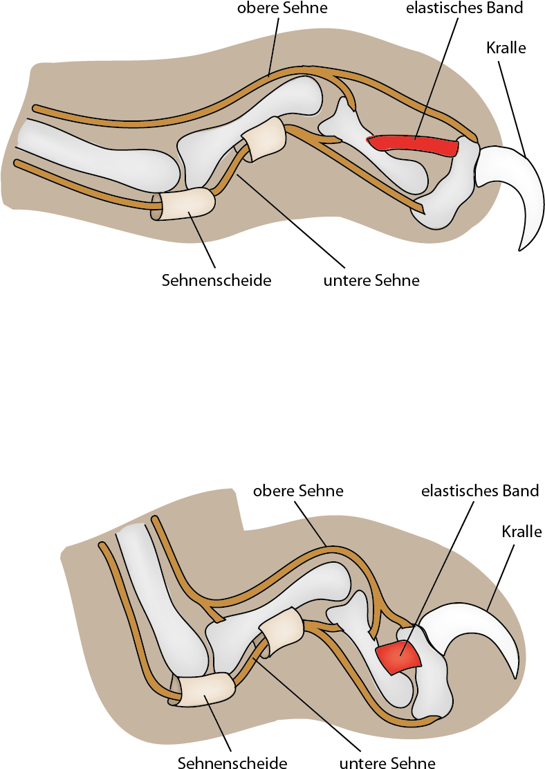 Anatomy Of Cat Nail File Claw Mechanism Png Wikimedia - Cat's Claw Mechanism Of Action (787x1120), Png Download