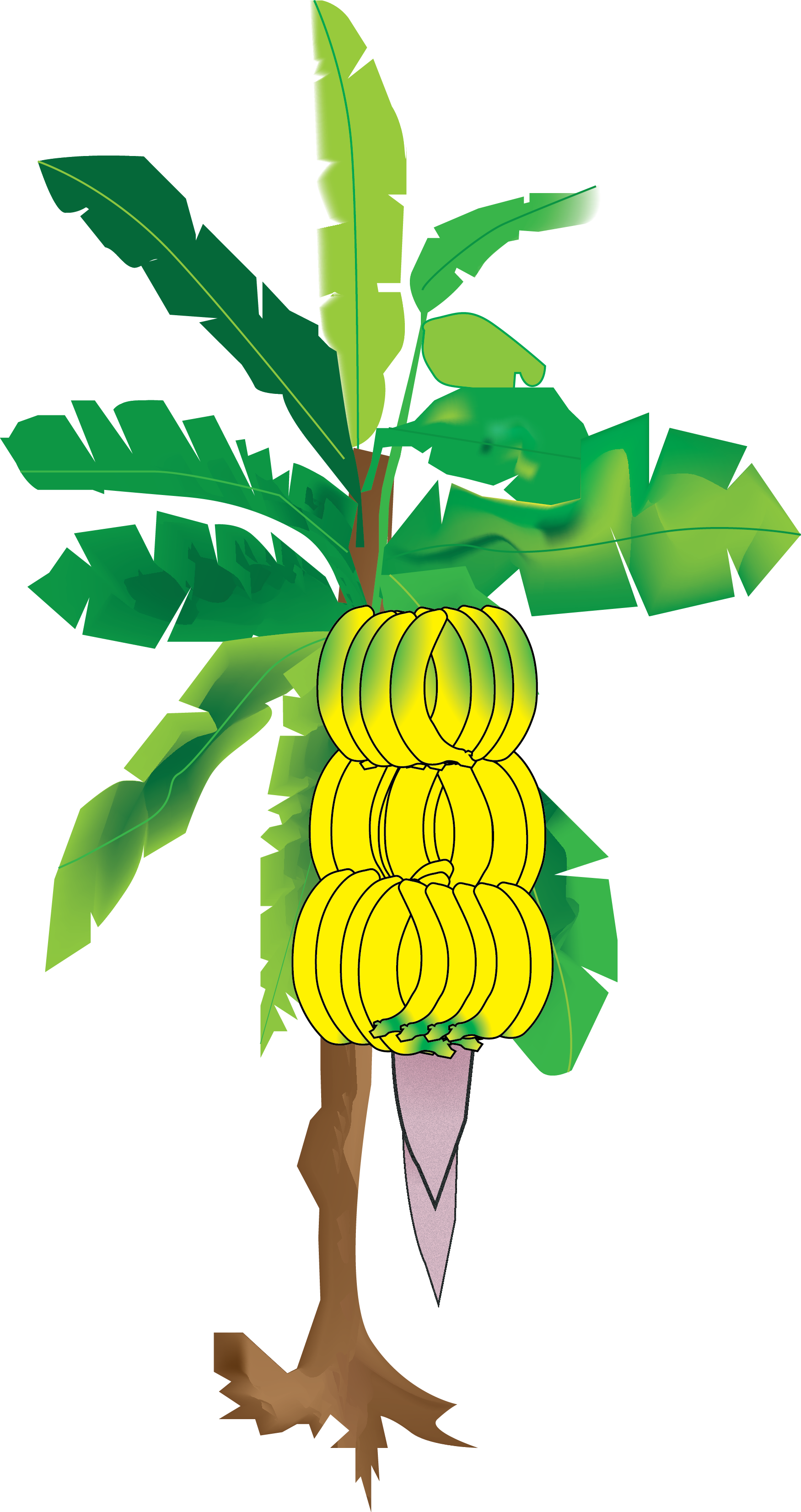 My Illustration Of The Banana Tree From Sun's Eye An - Banana Tree Hd Imajes (1751x3305), Png Download