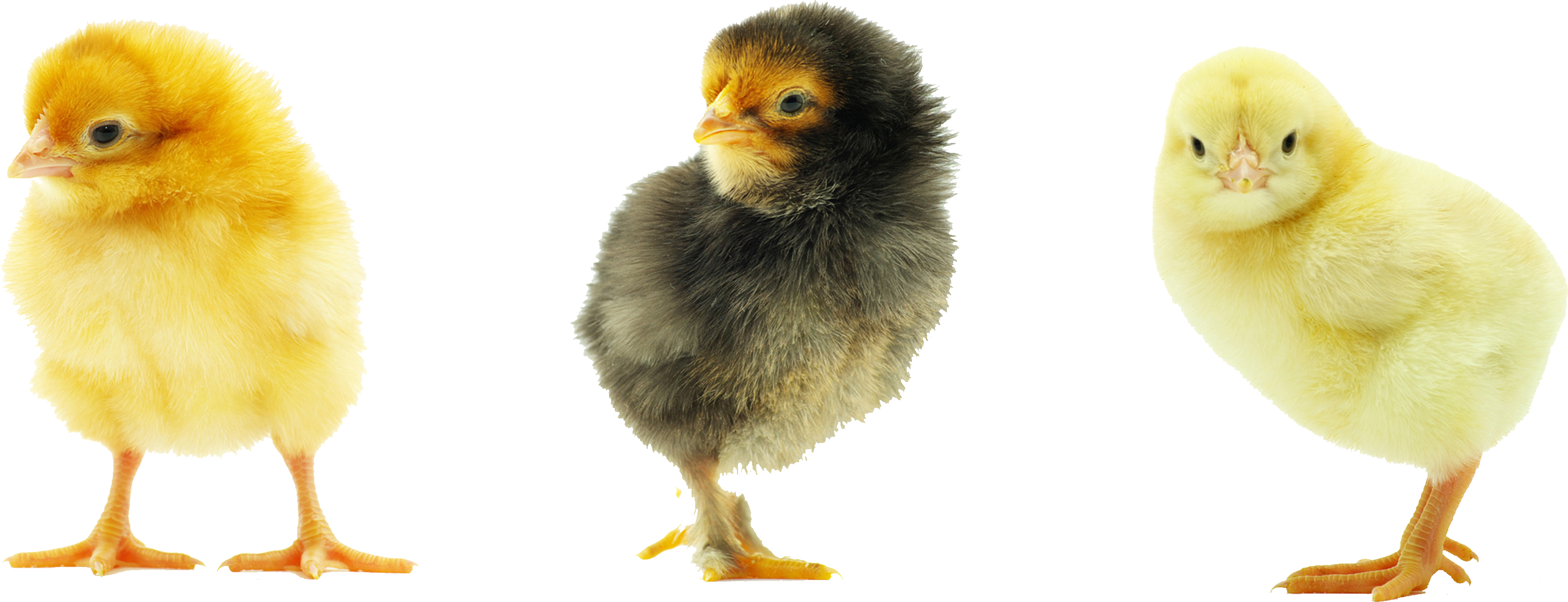 Baby Chicken Transparent Background (3002x1154), Png Download