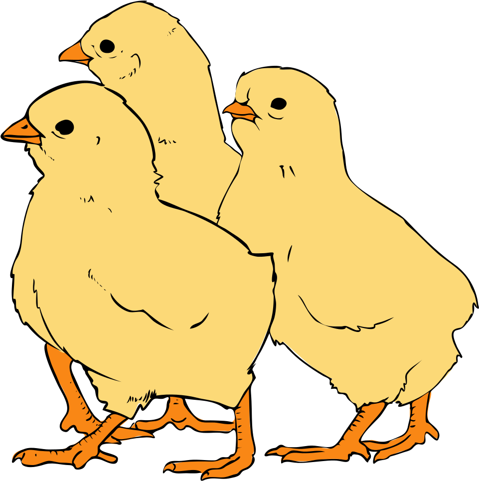 Picture Freeuse Download File Svg Wikipedia Filechicks - Chick Pictures In Clipart (1044x1024), Png Download