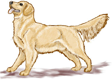 Puppy Clipart Realistic - Golden Retriever Clipart Free (415x299), Png Download
