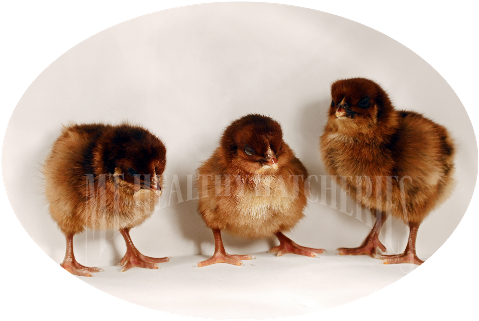 Baby Chick Description - Chicken (491x334), Png Download