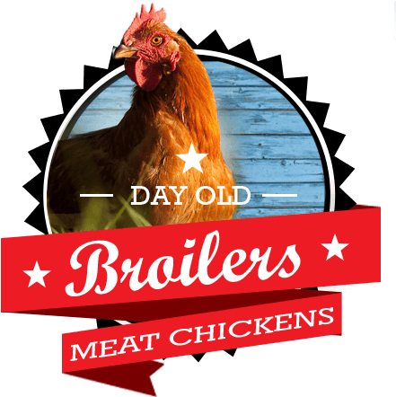 Broiler Meat Baby Chicks For Sale By Mail Order - Flowers Coloring Book: Relaxing Flower Arrangements (457x457), Png Download