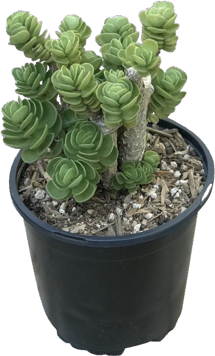 Portulaca Maraca Cluster - Purslanes (865x865), Png Download