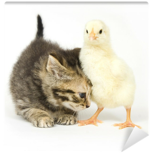 Kitten (400x400), Png Download