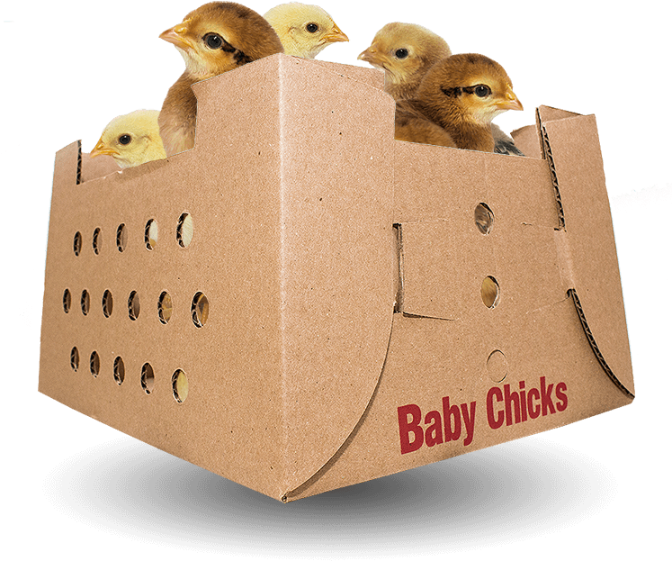 Baby Chicks For Sale By Mail Order Poultry - Sales (746x700), Png Download