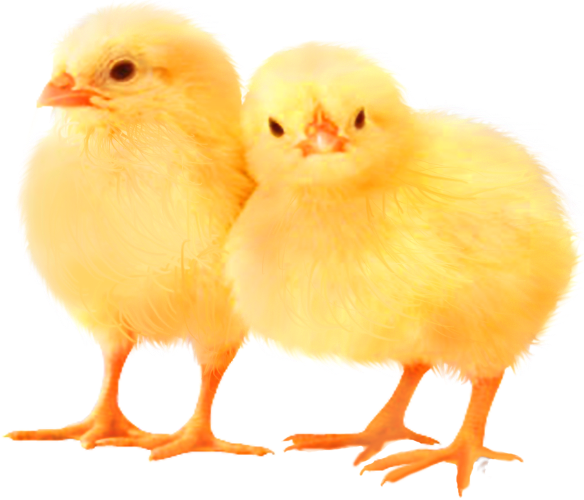 Download Baby Chickens Png Images For Create Picture - Poultry Chicken
