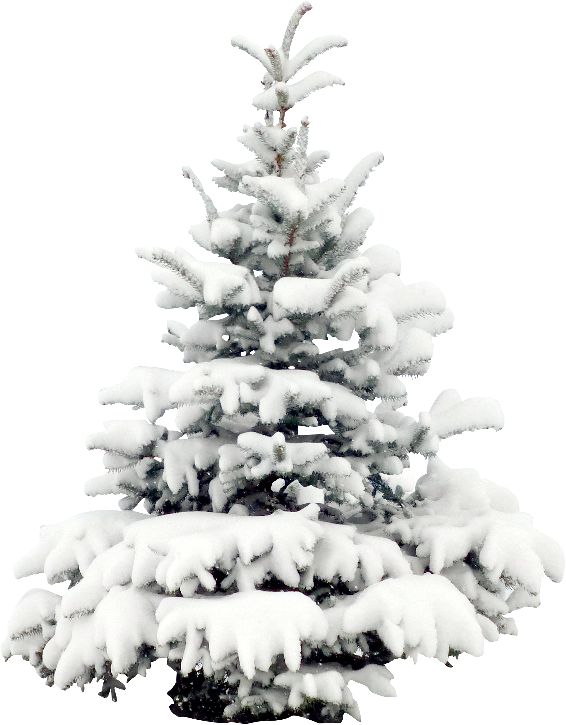 Tree Pine Wallpaper Transprent - Snow Pine Png (1802x2308), Png Download