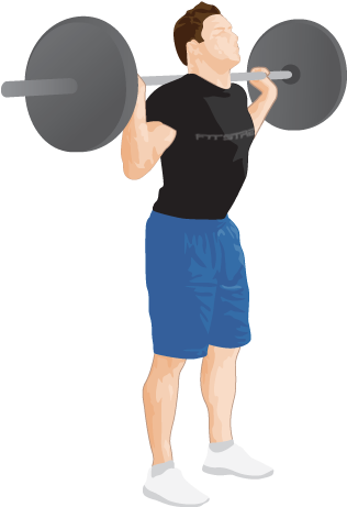 The - Barbell Squat Png (331x478), Png Download