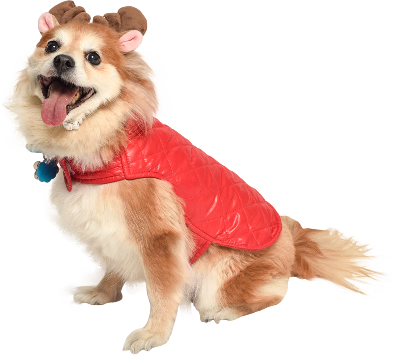 Dog In Holiday Jacket And Reindeer Antlers Cat In Santa - Dog Cut Out Pmg (803x722), Png Download