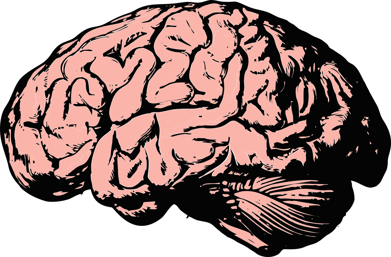 Thinking Brain Png Hd Transparent Thinking Brain Hd - Brain Png (517x340), Png Download
