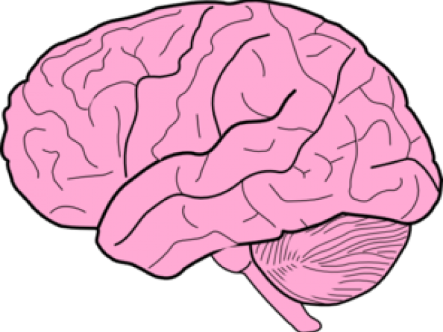 Brain Clipart Transparent Background - Brain Clipart (640x480), Png Download