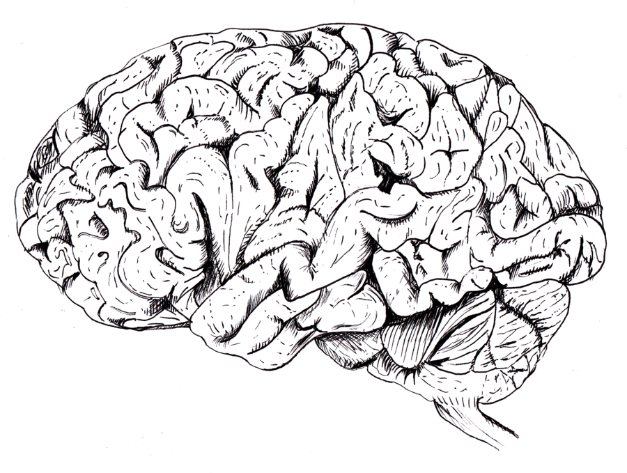 Drawn Brain Tumblr Transparent - Brain (900x679), Png Download