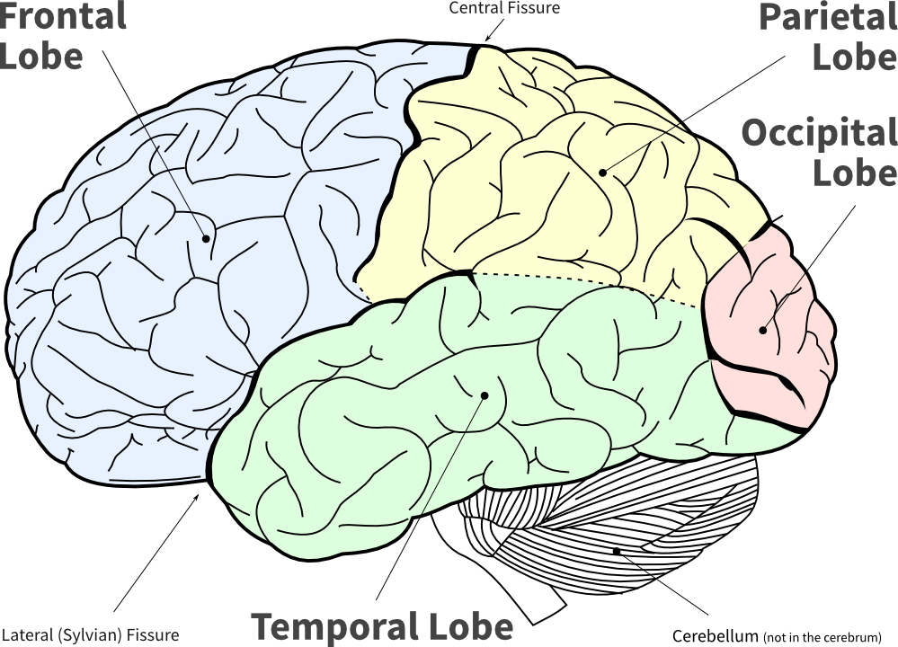 Lofi Diagram Of The Main Brain Lobes - Cognitive Science: Questions And Answers (999x720), Png Download