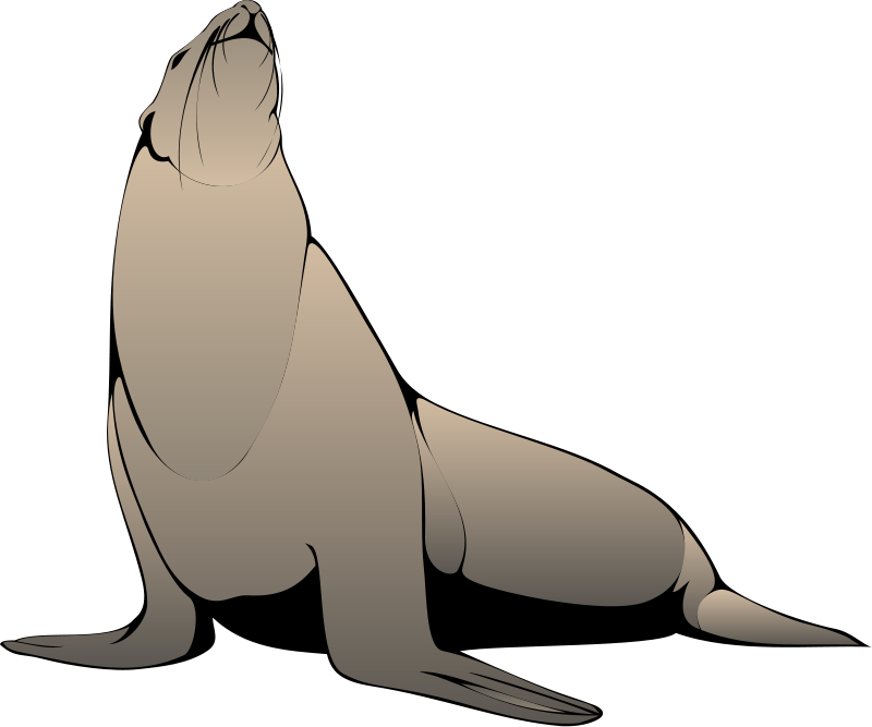 Sea Lion Clipart Png (800x667), Png Download