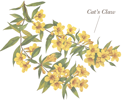 Cats Claw - Cat's Claw (474x388), Png Download
