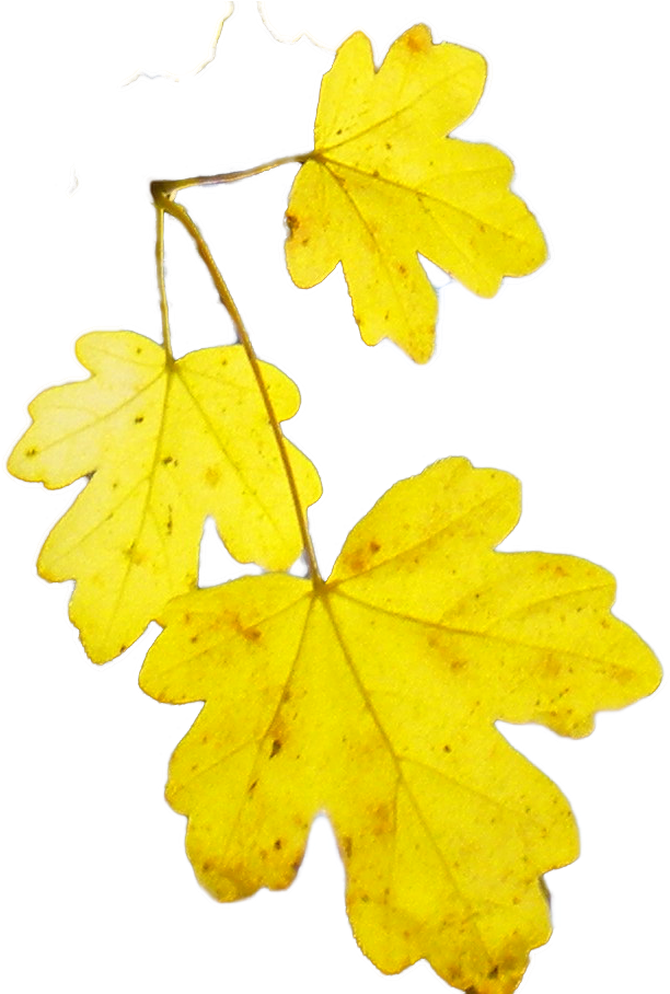 Transparant Acer Campestre 2601 Leaf - Wikimedia Commons (734x907), Png Download