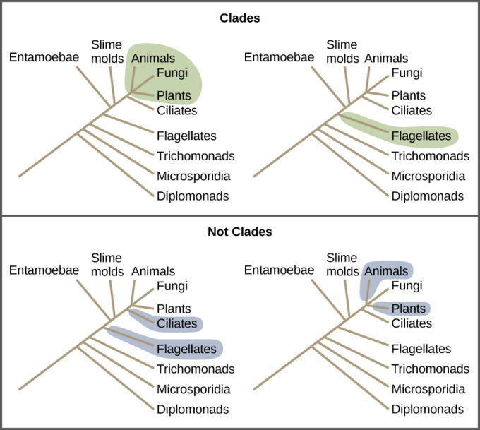 Image - Analogous Traits Phylogenetic Tree (680x609), Png Download
