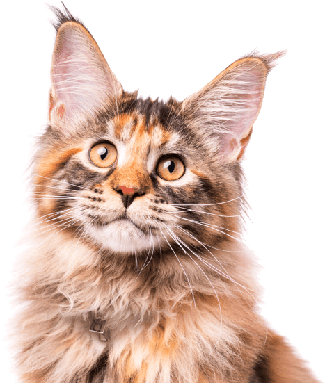 Maine Coon Kittens Cats Search - Asian (560x550), Png Download
