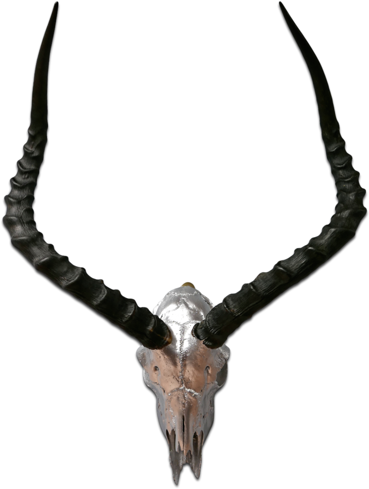 Real Impala Skull Silver Spray Painted African Antelope - Antelope (756x1000), Png Download