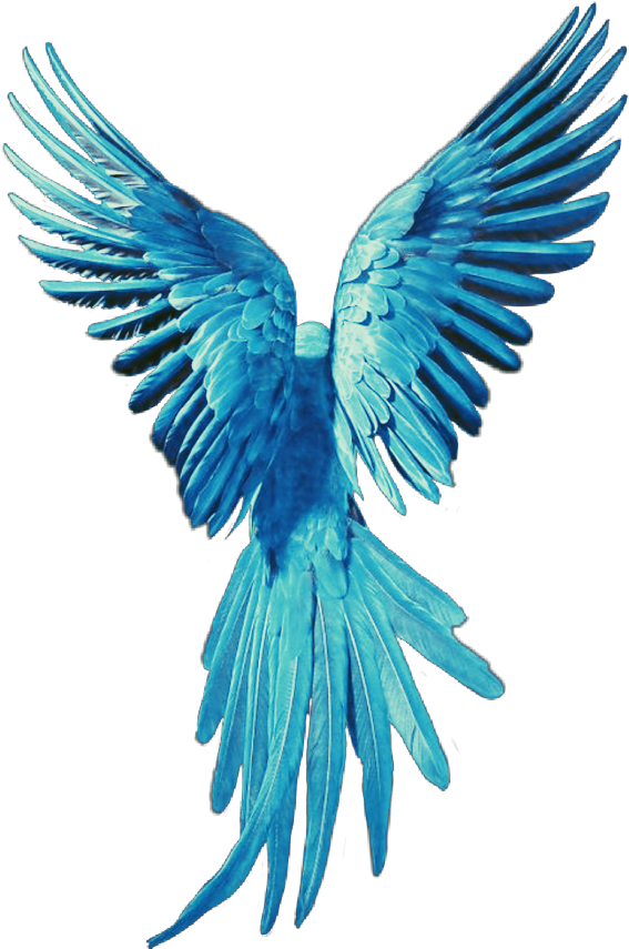 Bird Wings Turquoise Dove Babyblue - Parrot (1024x1024), Png Download