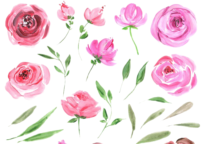 Peonies Free Png Image (720x479), Png Download