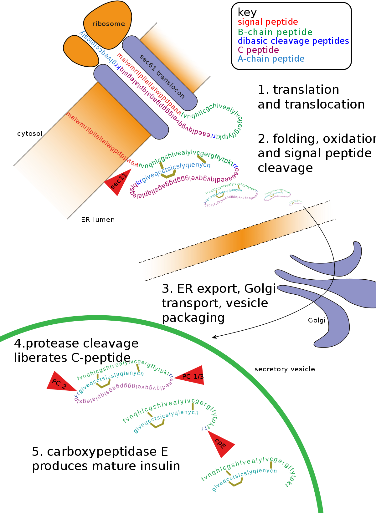 Post Translational Modification Diagram (1200x1698), Png Download