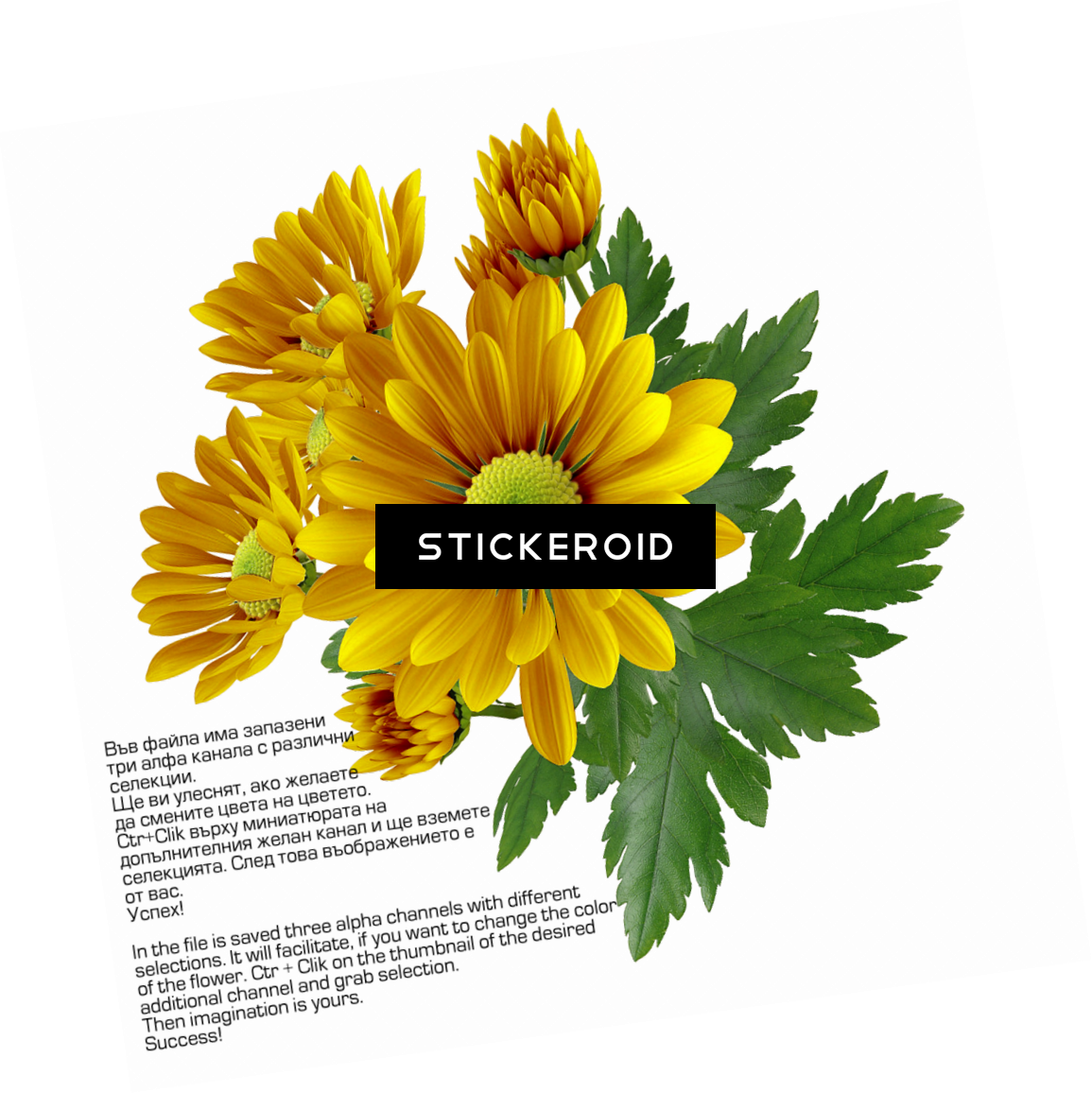 Chrysanthemum Flower - Chrysanthemum (1155x1156), Png Download