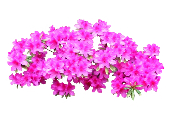 Plant Shrub Tree Bright Transprent Png Free - Azaleas Png (900x450), Png Download