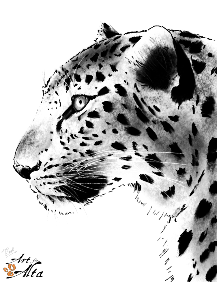 Leopard Face Png Picture - Amur Leopard Black And White (751x1024), Png Download