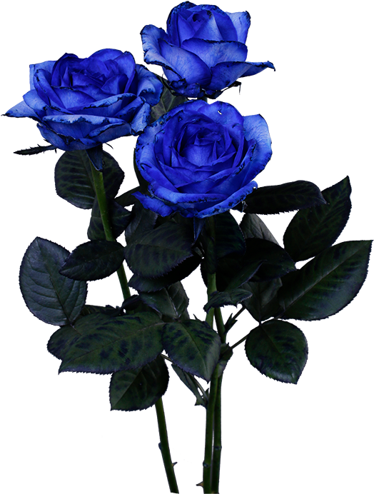 Floribunda (640x691), Png Download