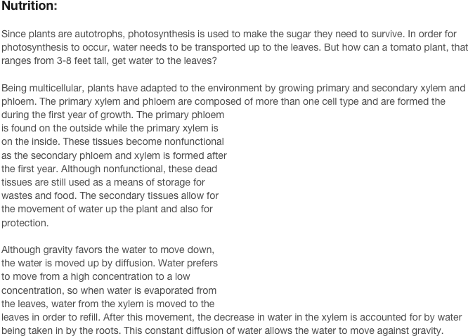 Since Plants Are Autotrophs, Photosynthesis Is Used - Adaptation Of Tomato Plant (693x505), Png Download