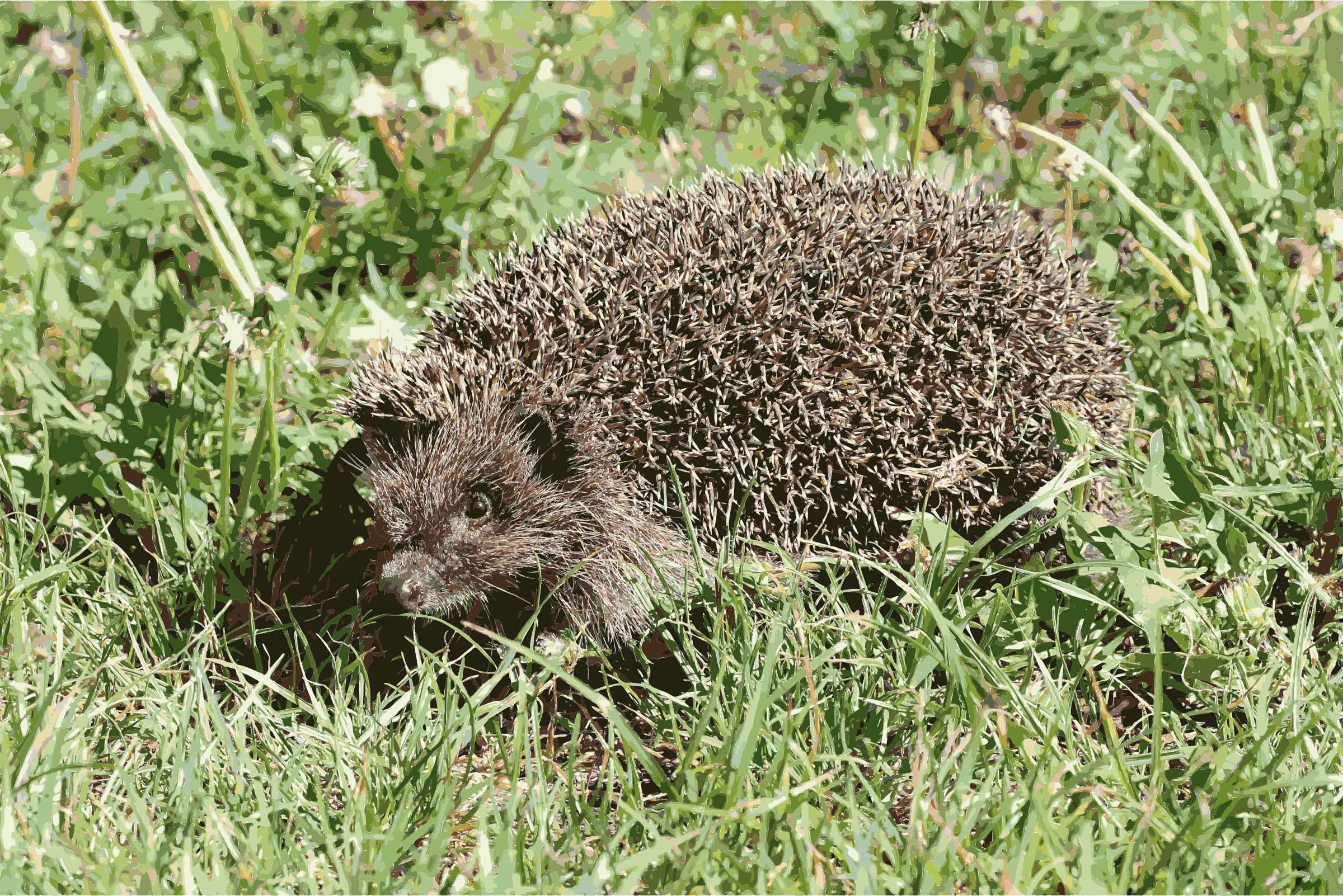 Big Image - Northern White-breasted Hedgehog (2400x1602), Png Download