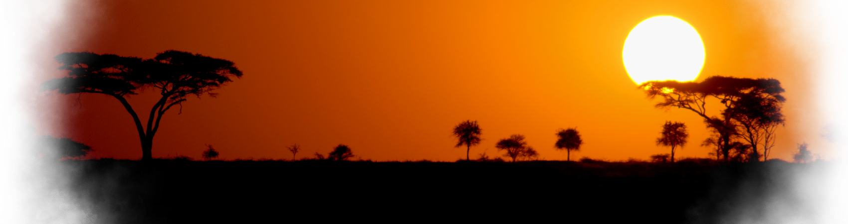 Back Sunset Lion - Attalea Speciosa (1700x450), Png Download