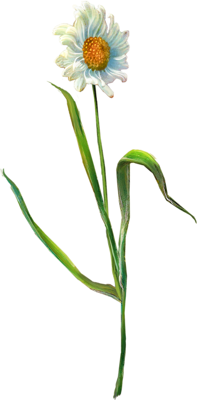 Flower (394x800), Png Download