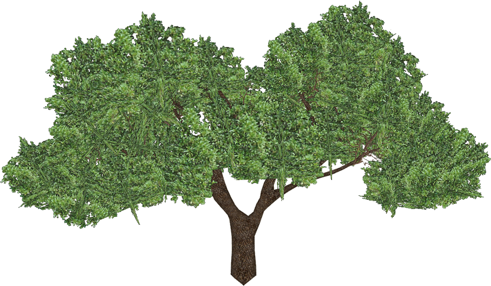 Ngiao - Oak (1000x1000), Png Download
