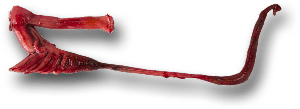 The Amazing Changing Gut Of The Dolly Varden Morgan (1100x500), Png Download