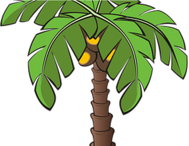 Pictures Of A Palm Tree - Tree Plants Clipart (640x480), Png Download
