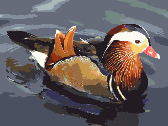 Mandarin Duck Clipart Mouth - Ducks In South Korea (640x480), Png Download