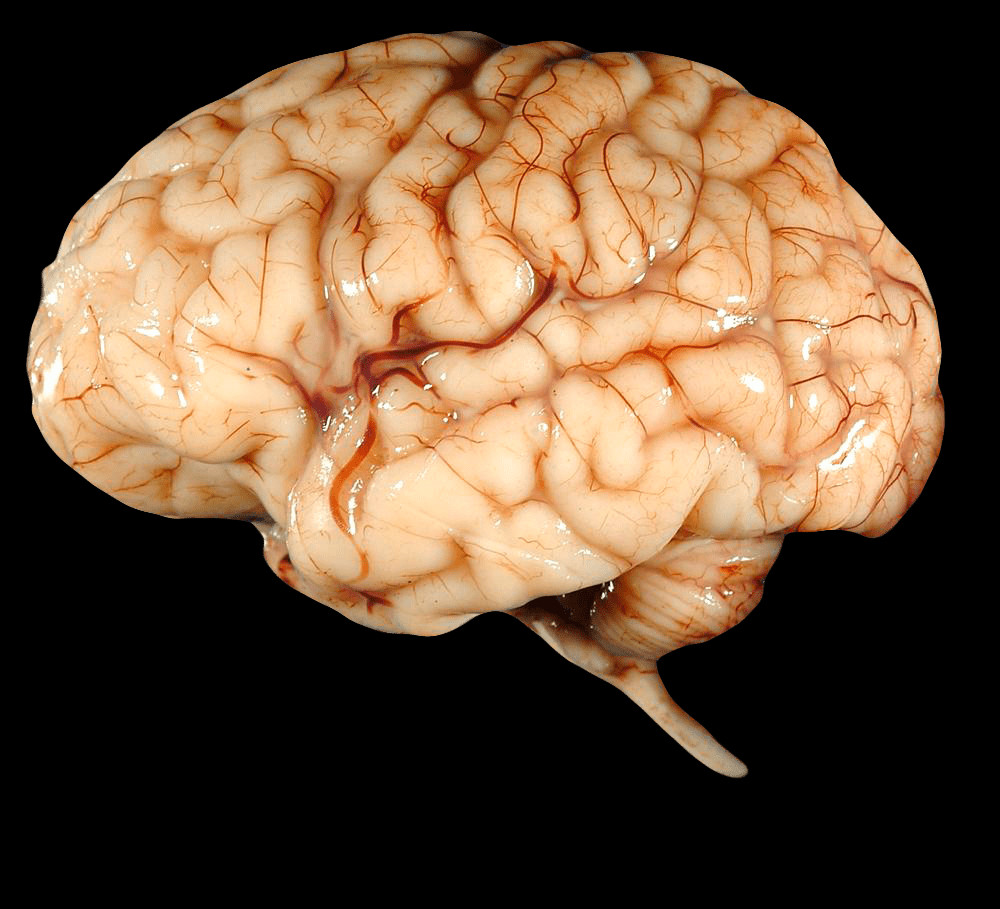 Brain Png (1000x909), Png Download