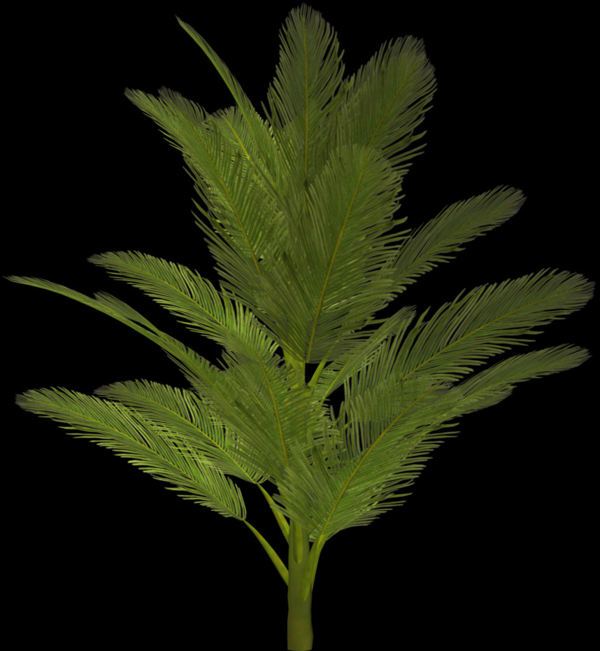 Palm Tree, Free Pngs - Tree (858x930), Png Download