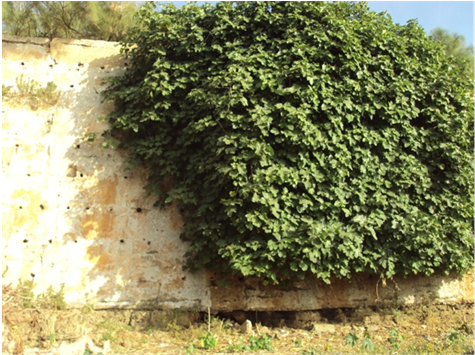 Development Of Herbs And Shrubs Joints Between The (903x354), Png Download