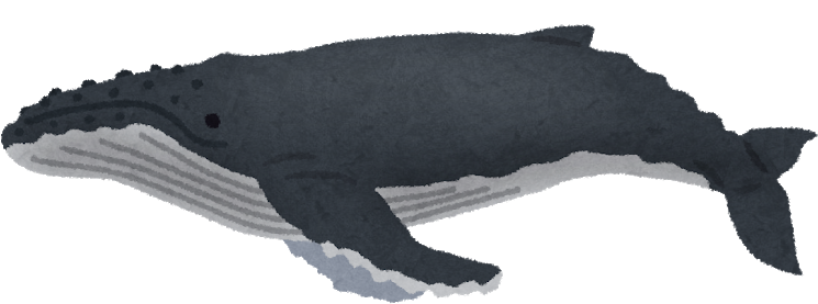 Humpback Whale Png Amp Humpback Whale Transparent Clipart - Humpback Whale (800x481), Png Download