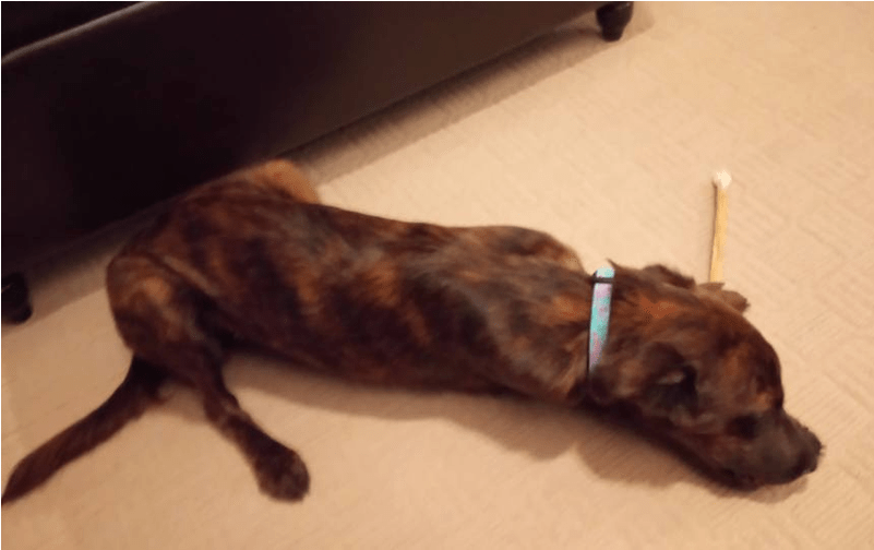 Snickers Adopted Into A Forever Home - Longdog (800x750), Png Download