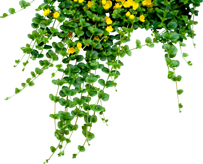 Hanging-flowers - Hanging Flowers Png (793x641), Png Download
