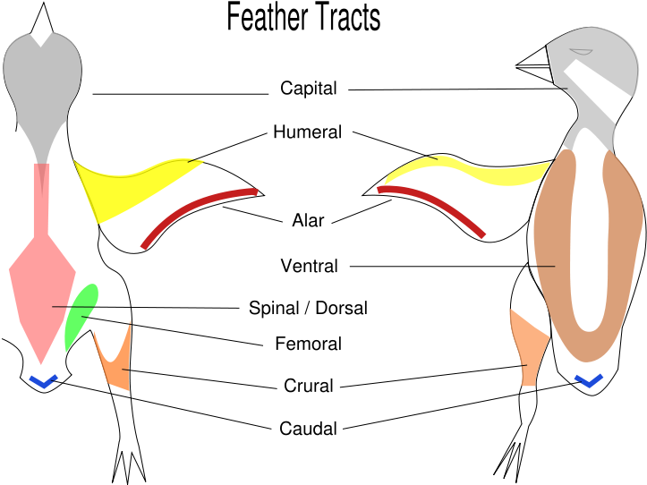 Pterylae - Feather Tracts (774x583), Png Download