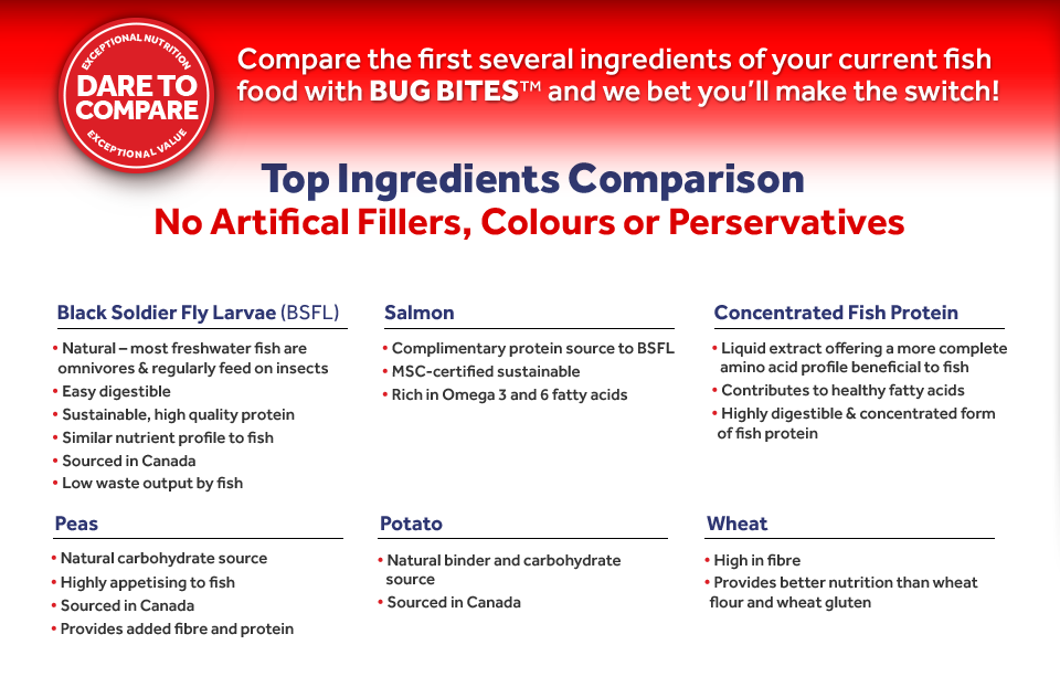 Dare To Compare - Black Soldier Fly (960x622), Png Download