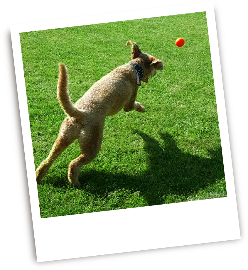 Grey Squirrel (1212x1043), Png Download